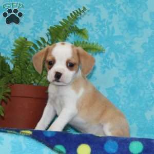 Bobby, Boston Terrier Mix Puppy